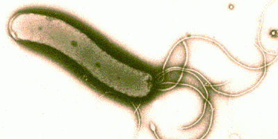 Число устойчивых к антибиотикам штаммов Helicobacter pylori за 20 лет возросло вдвое