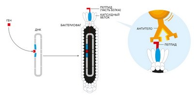Нобелевская премия-2018: как бактериофаги служат науке?
