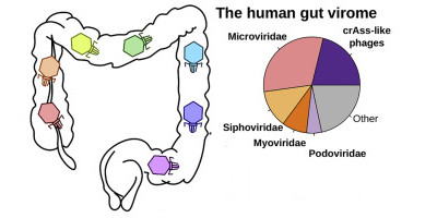 Состав бактериофагов в кишечнике человека индивидуален