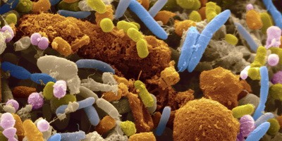 Исследование PHAGE в США: бактериофаги в лечении кишечных расстройств
