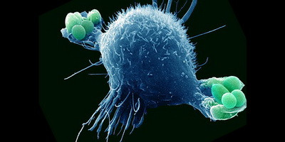Одинаково ли бактериофаги влияют на иммунную систему
