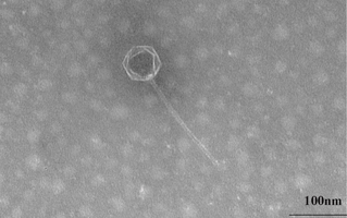 У Маріанській западині знайшли найглибоководніші віруси бактерій