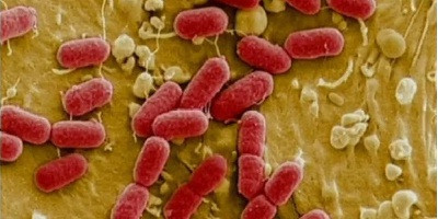 Фаговий коктейль виявив ефективність проти E.coli та безпеку для кишкового мікробіома
