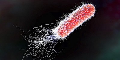 Бактеріофаги використовують для швидкого виявлення харчових патогенів