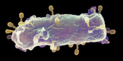 Вчені навчилися швидко змінювати специфічність бактеріофагів
