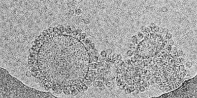 Бактеріофаги як зброя проти вірусу грипу
