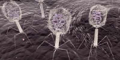 Phage Therapy: Beyond Antibacterial Action