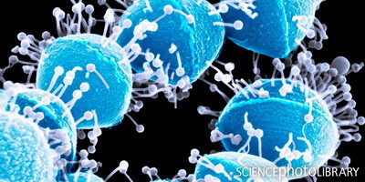 Бактериофаги атакуют стрептококков (фото)