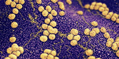Ендолізини бактеріофагів проти атопічного дерматиту