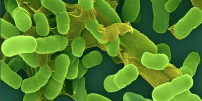 Бактеріофаги відновили чутливість бактерії до антибіотиків