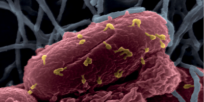 Фаги ефективні проти бактерій ESCAPE