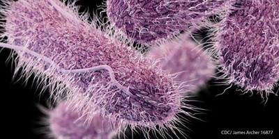 Бактеріофаги допомагають кишковій мікрофлорі позбутися сальмонели